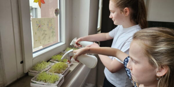 Microgreens