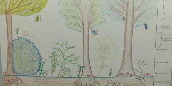 Der Wald als Kunstprojekt